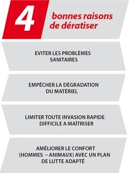 4 bonnes raisons de dératiser