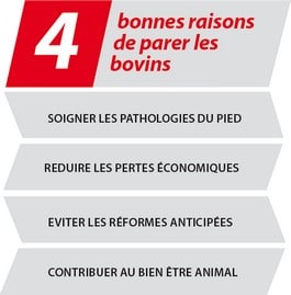 4 bonnes raisons de parer les bovins